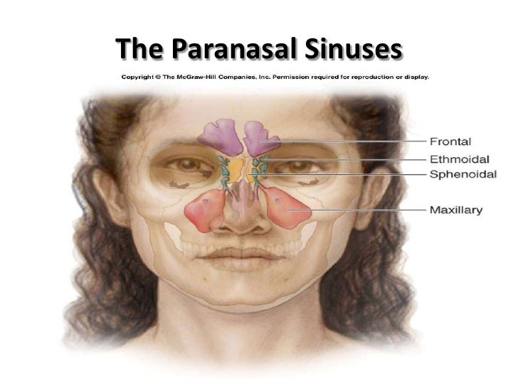 paranasal sinuses