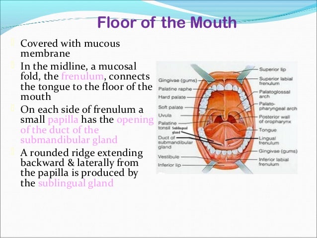 floor of mouth examination