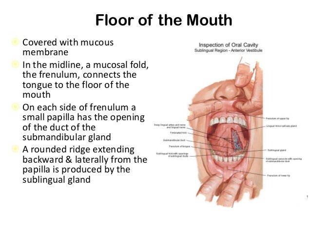 Anatomy Of Floor Of Mouth 113