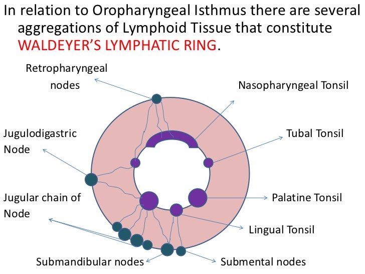 Anatomy Of Pharynx