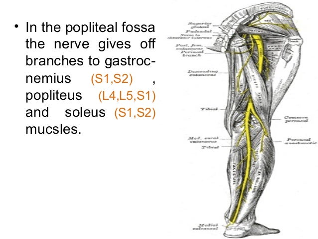 anatomy-of-posterior-tibial-nerve-by-im-