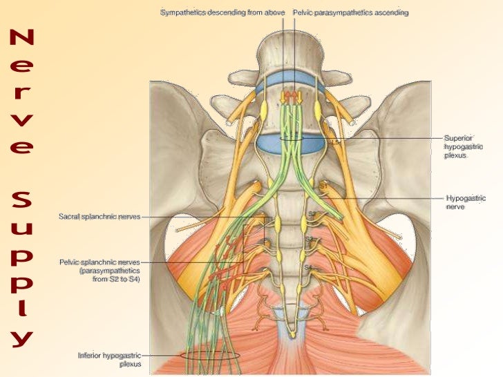Join. And Female anus nerve endings Can Female anus nerve endings