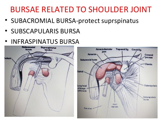 Anatomy of shoulder joint - vamshi kiran