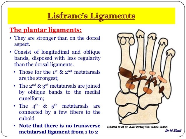 Anatomy of small joints of the foot