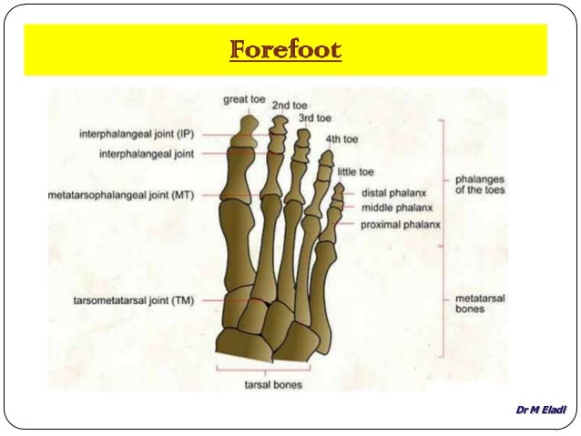 Anatomy of small joints of the foot