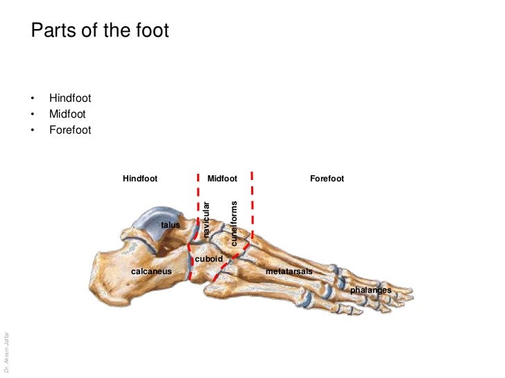 Anatomy of the ankle and joints of foot