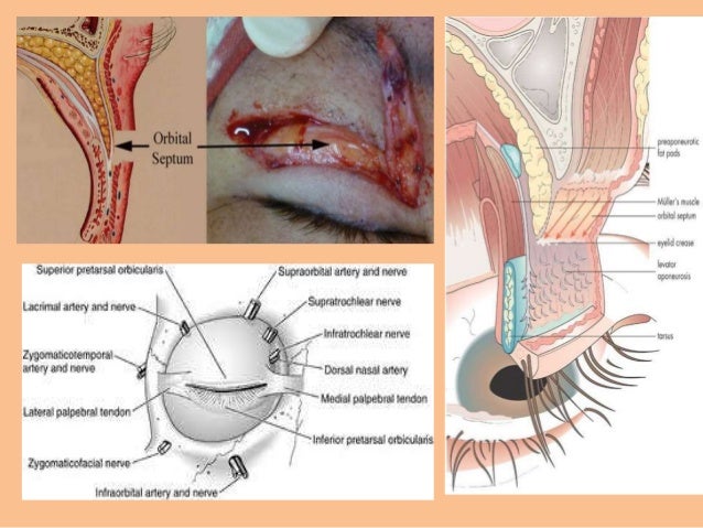 Anatomy of the eyelids