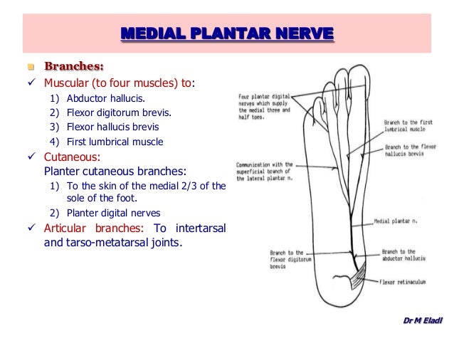 Anatomy of the foot