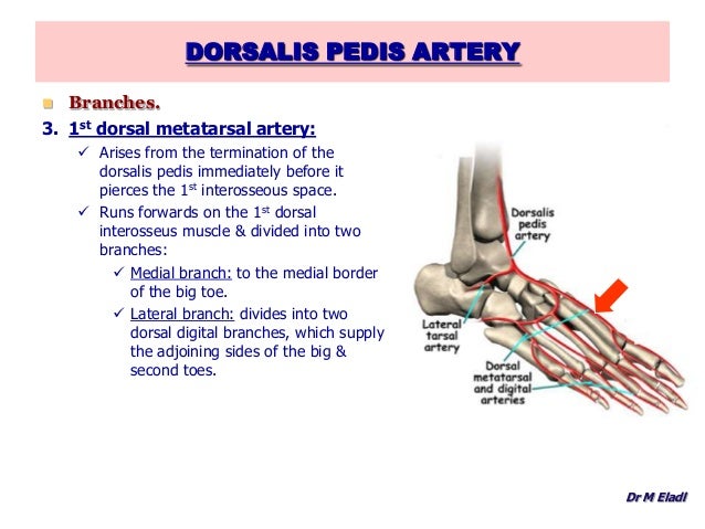 Anatomy of the foot