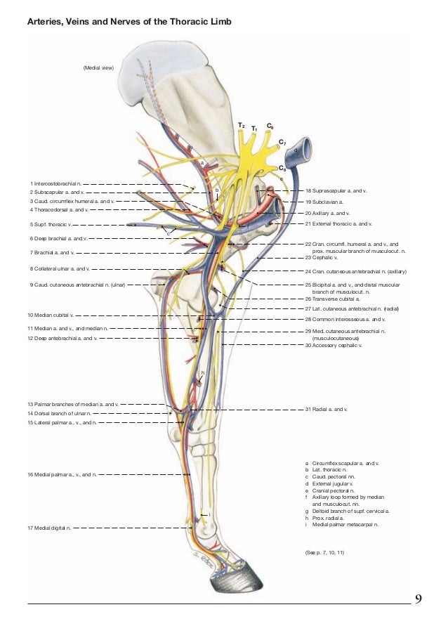Anatomy of the horse