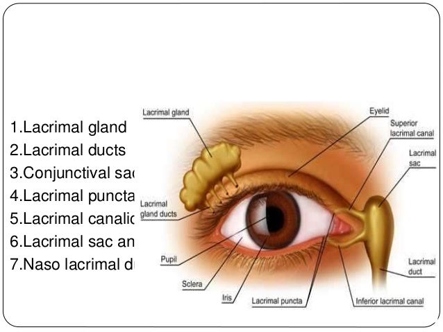 lacrimal apparatus