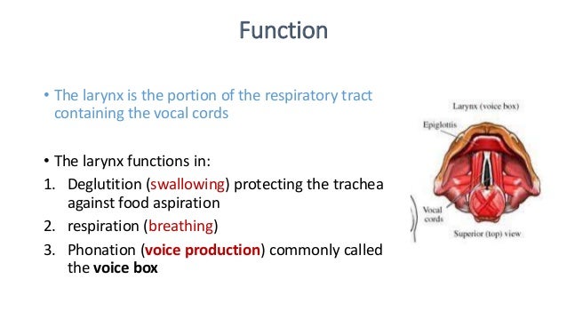 structure of larynx or voice box