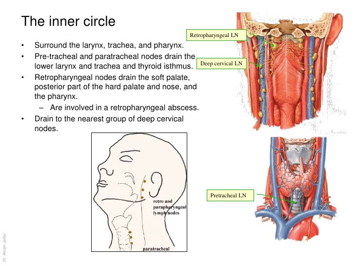 Anatomy of the lymphatic system