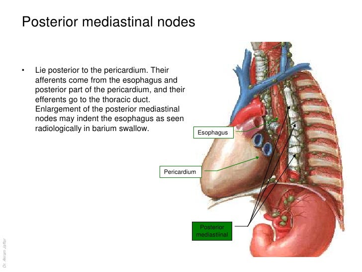 Anatomy of the lymphatic system