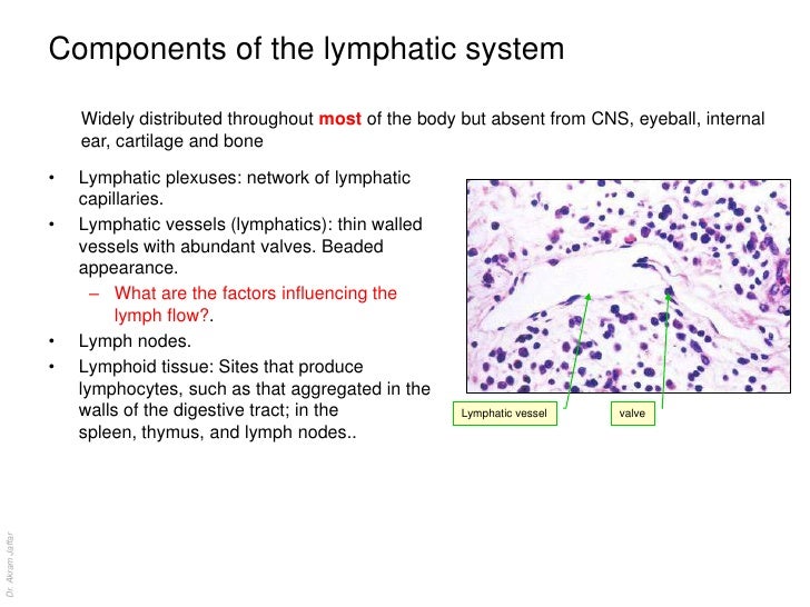 Anatomy of the lymphatic system