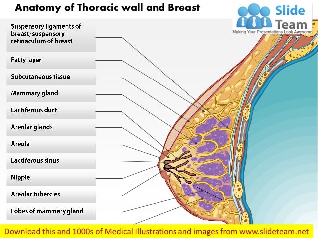 diagram of the breast anatomy of thoracic wall and breast images for diagram of the breast anatomy of thoracic wall and breast images for