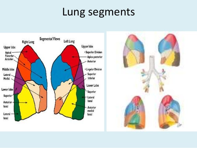 Anatomy of thorax (2)