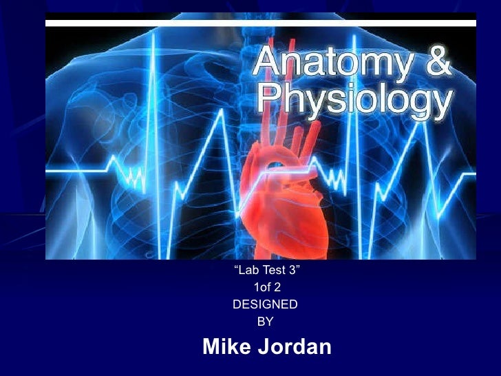 Anatomy &amp; Physiology Ii Lab Test 3 1 2