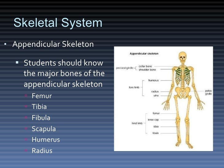 Science Olympiad Anatomy