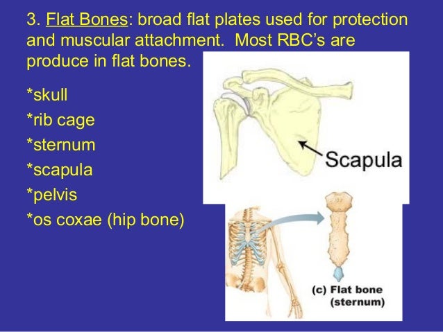 Anatomy skeletal muscular