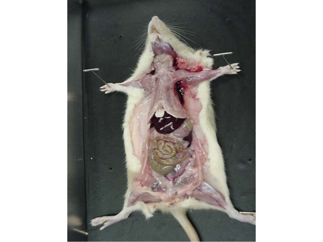 Anatomy: Unit 1 Introduction--Rat Dissection