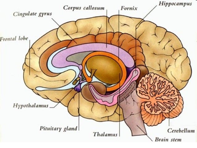Brain booster pills for adults image 3
