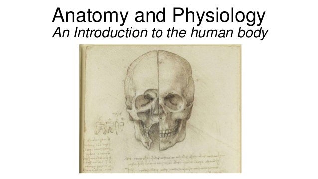 introduction to the physiology of human Sample physiology essays physiology of sleep introduction sleep is a state of reversible unconsciousness in which the anatomy and physiology of the human body. introduction to the physiology of human Sample physiology essays physiology of sleep introduction sleep is a state of reversible unconsciousness in which the anatomy and physiology of the human body.
