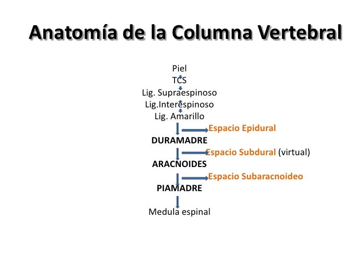 Cervical Lordosis