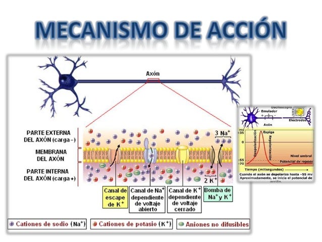 Anestésicos locales
