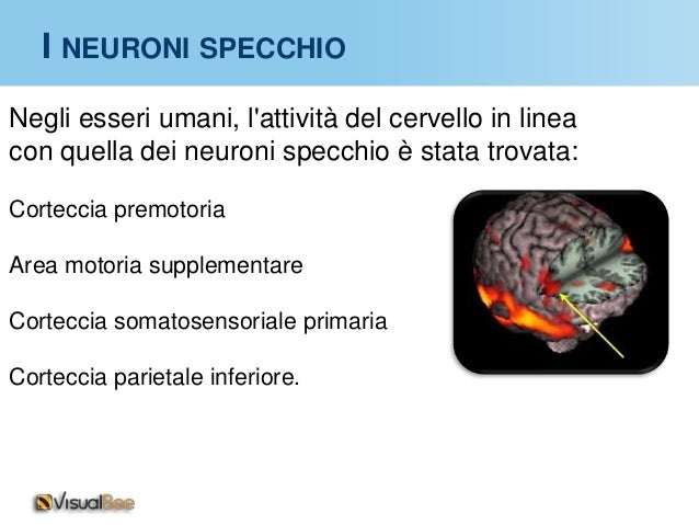 Neuroni specchio