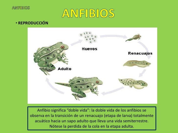 Anfibios Anfibios
