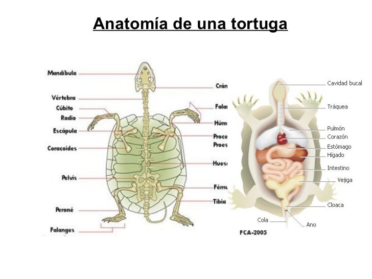 Anfibios y reptiles