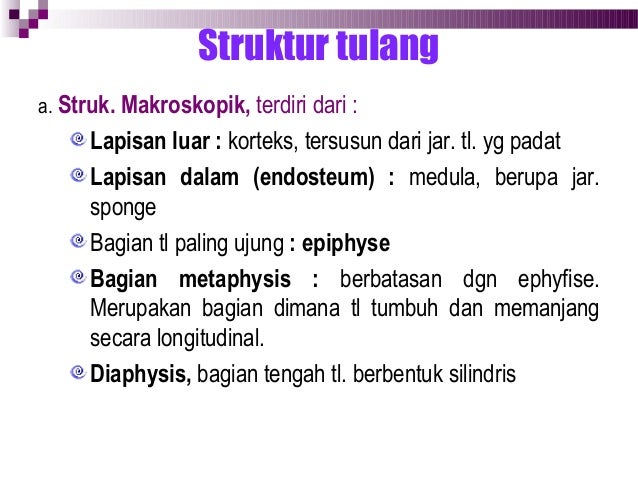 Korteks Tulang
