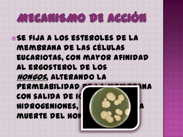 Anfotericina b Anfotericina b