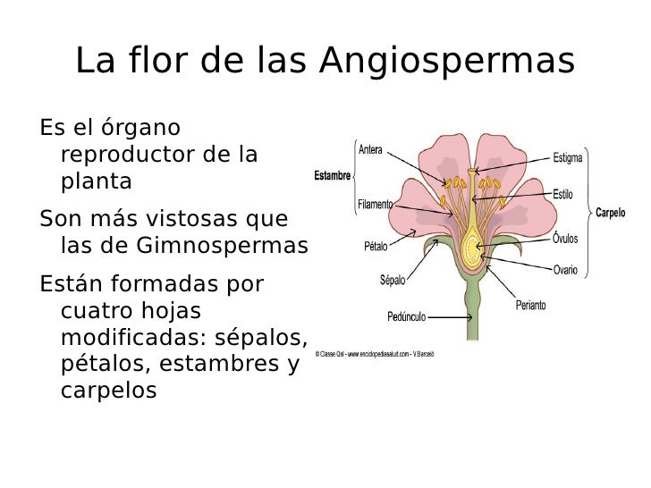 Plantas Angiospermas Caracteristicas Related Keywords & Suggestions Plantas Angiospermas Caracteristicas Related Keywords & Suggestions