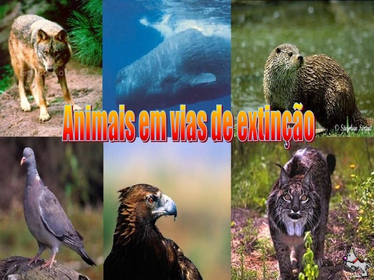 Animais Em Via De Extinção Em Portugal