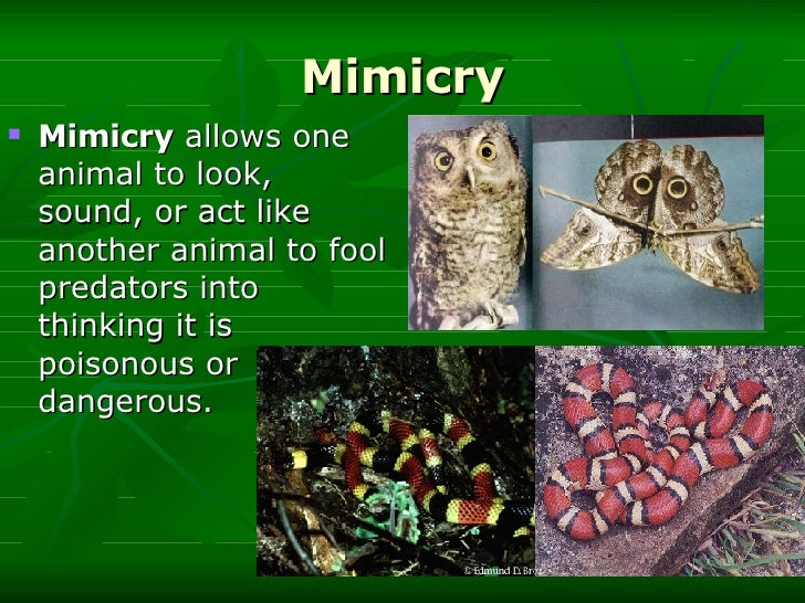 Homework help mimicry camouflage