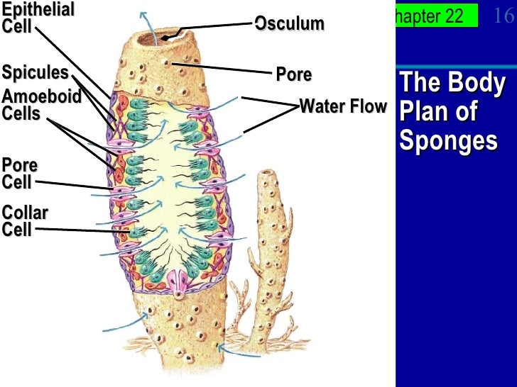 Animal APBio