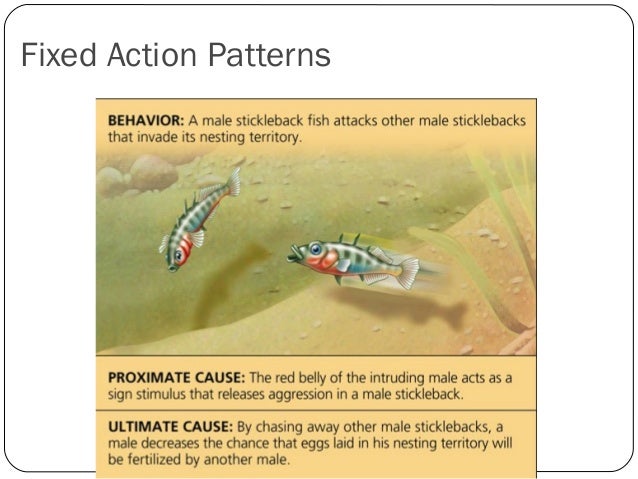 Fixed Action Pattern Definition Psychology | animal behavior powerpoint Fixed Action Pattern Definition Psychology | animal behavior powerpoint