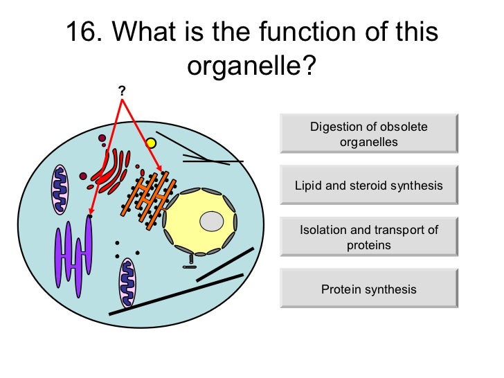 A review of cell and organ biology - PhilosophyParadise
