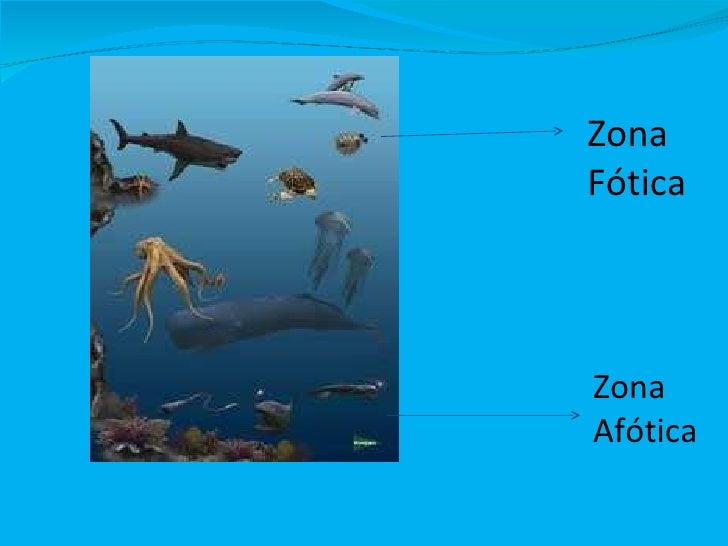 Animales del mar
