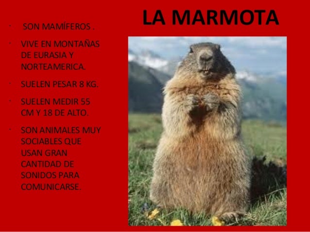 cadenas montañosas mas altas de europa animales de monta 241 a de arag 243 n cadenas montañosas mas altas de europa animales de monta 241 a de arag 243 n