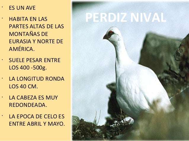 cadenas montañosas mas altas de europa animales de monta 241 a de arag 243 n cadenas montañosas mas altas de europa animales de monta 241 a de arag 243 n