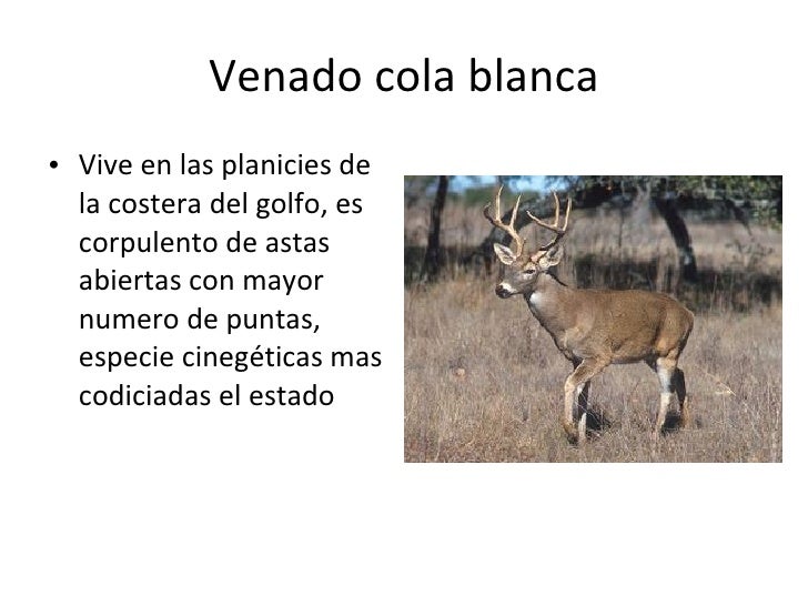 Fauna en peligro de Extinción en Nuevo León Por un Restablecimiento Natural de la Fauna Silvestre Fauna en peligro de Extinción en Nuevo León Por un Restablecimiento Natural de la Fauna Silvestre