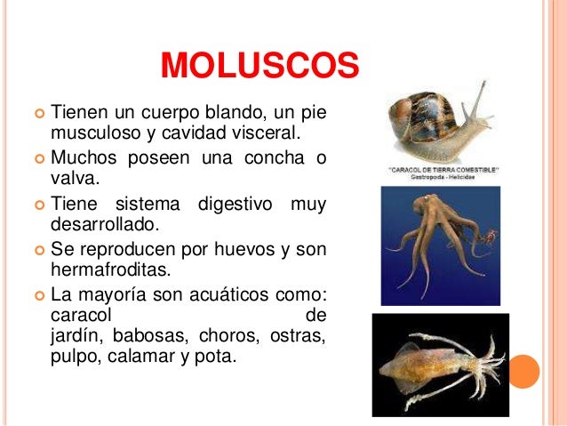 En que influyen las lombrices ostritsy