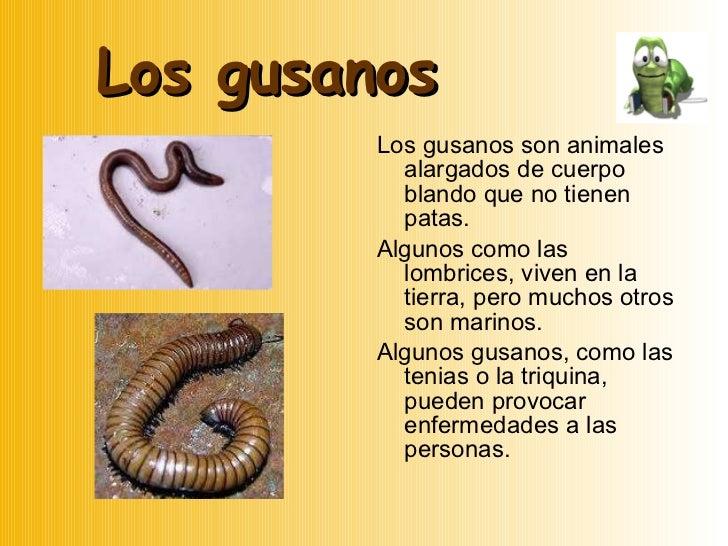 Animales invertebrados ud. 5 Animales invertebrados ud. 5
