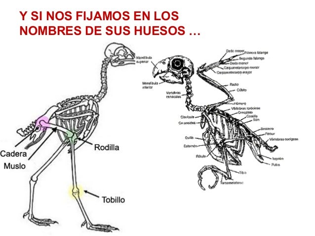 Los Delfines Dos Ratones Ciegos Ahora Ella Se Fue Los Delfines Dos Ratones Ciegos Ahora Ella Se Fue