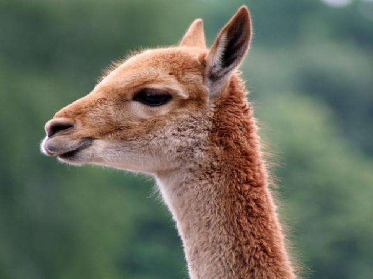 Imagenes De Animales Nativos | animales nativos del per 250 Imagenes De Animales Nativos | animales nativos del per 250