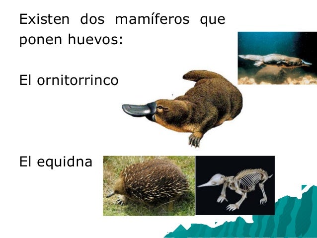 Animales ovíparos y vivíparos blog