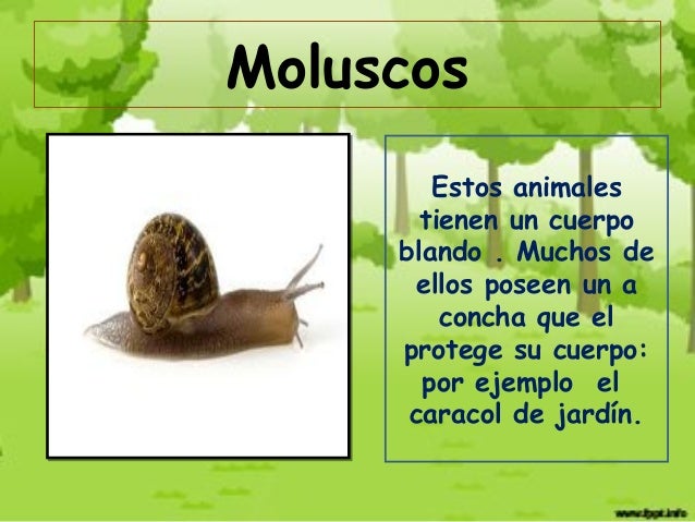 Animales sin columna_vertebral